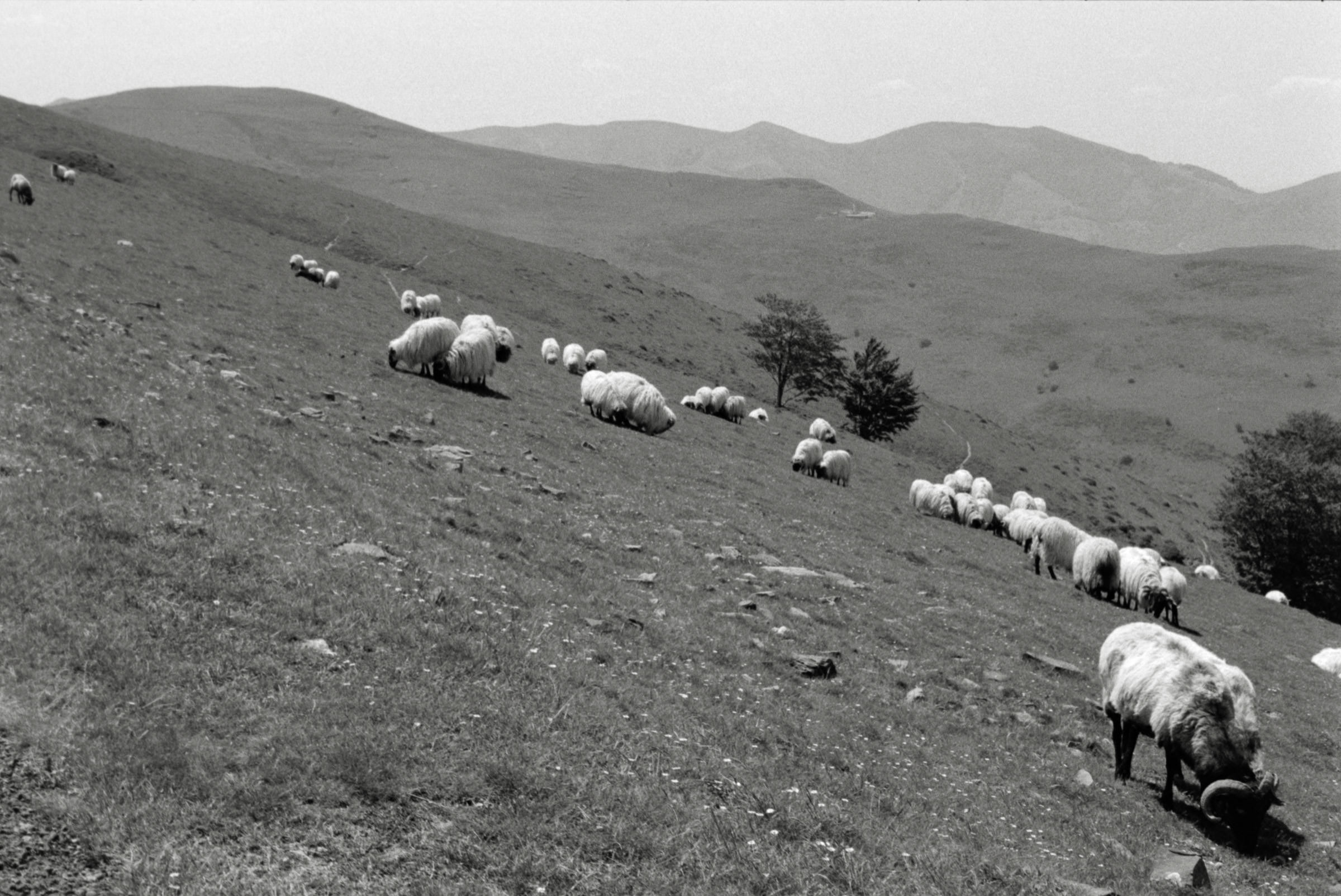 AHP F1995 05 005 sc240818 img19 NLP